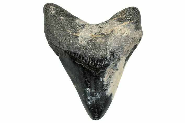 Bargain, Fossil Megalodon Tooth - Georgia #338827